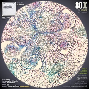 Ovario en maduración